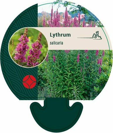 Lythrum salicaria P9 - afbeelding 4