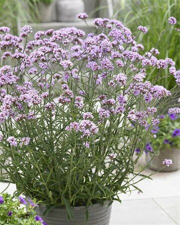 Verbena bonariensis 'Lollipop' P9 - afbeelding 3