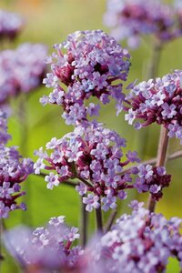 Verbena bonariensis 'Lollipop' P9 - afbeelding 7