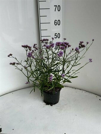 Verbena bonariensis 'Lollipop' P9 - afbeelding 11