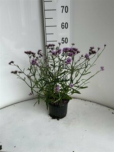 Verbena bonariensis 'Lollipop' P9 - afbeelding 11