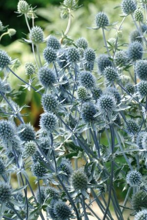 Eryngium planum 'Blue Hobbit' P9 - afbeelding 3