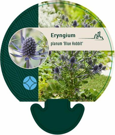 Eryngium planum 'Blue Hobbit' P9 - afbeelding 2