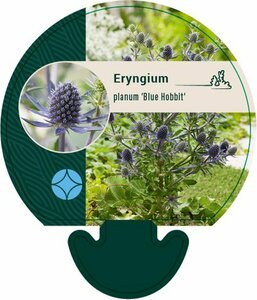 Eryngium planum 'Blue Hobbit' P9 - afbeelding 2