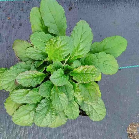 Ajuga reptans P9 - afbeelding 11