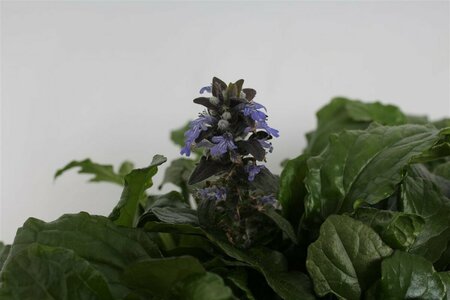 Ajuga reptans P9 - afbeelding 7