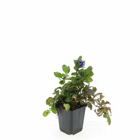 Ajuga reptans P9 - afbeelding 8