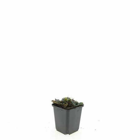 Ajuga reptans P9 - afbeelding 11