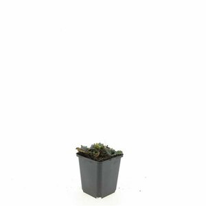 Ajuga reptans P9 - afbeelding 11