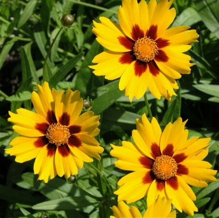 Coreopsis lanceolata 'Sterntaler' P9 - afbeelding 2