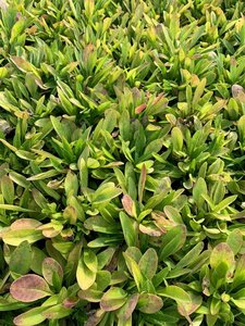 Coreopsis lanceolata 'Sterntaler' P9