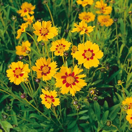 Coreopsis lanceolata 'Sterntaler' P9 - afbeelding 3