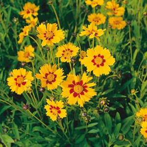 Coreopsis lanceolata 'Sterntaler' P9 - afbeelding 3