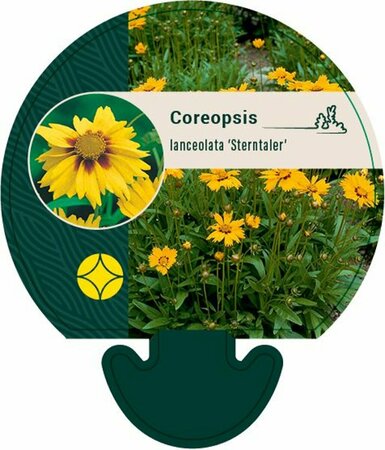 Coreopsis lanceolata 'Sterntaler' P9 - afbeelding 4