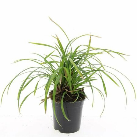 Carex morrowii 'Irish Green' P9 - afbeelding 2