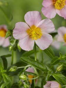 Helianthemum 'Lawrenson's Pink' P9 - afbeelding 4