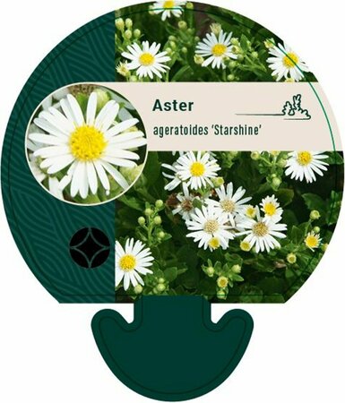 Aster ageratoides 'Starshine' P9 - afbeelding 1