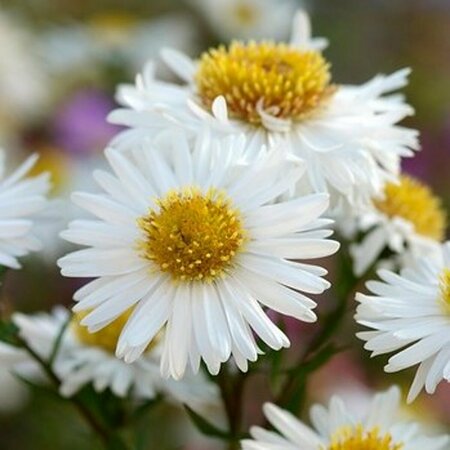 Aster ageratoides 'Starshine' P9 - afbeelding 2
