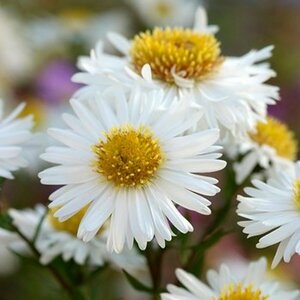 Aster ageratoides 'Starshine' P9 - afbeelding 2