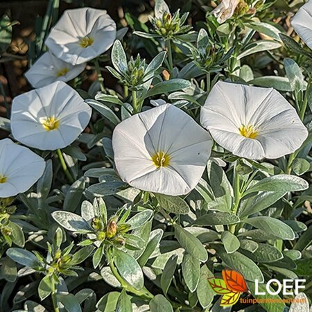 Convolvulus cneorum 20/25 C. - afbeelding 2