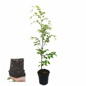 Fagus sylvatica 100/125 C. - afbeelding 7