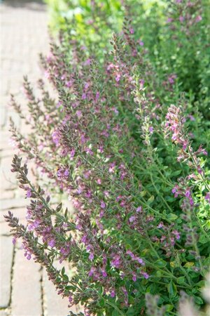 Teucrium lucidrys P9 - afbeelding 3