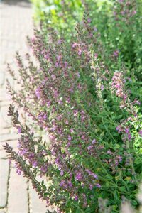 Teucrium lucidrys P9 - afbeelding 3
