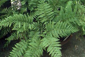 Polystichum setiferum 'Dahlem' P9