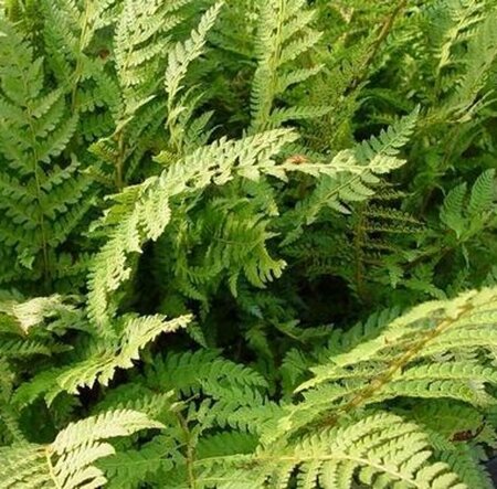 Polystichum setiferum 'Dahlem' P9 - afbeelding 6
