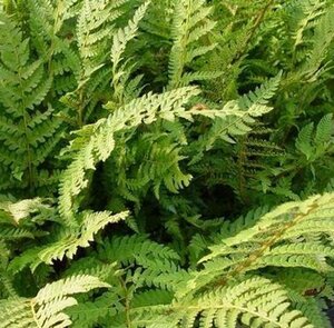 Polystichum setiferum 'Dahlem' P9 - afbeelding 6