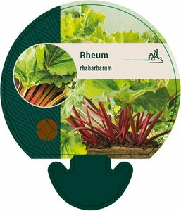 Rheum rhabarbarum P9 - afbeelding 2
