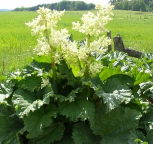 Rheum rhabarbarum P9