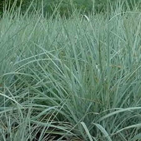 Leymus arenarius P9 - afbeelding 3