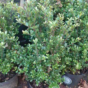 Ilex crenata 'Dark Green' 125/150 C. Spiraal - afbeelding 2