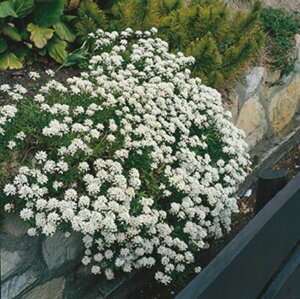 Iberis sempervirens C1 - afbeelding 2