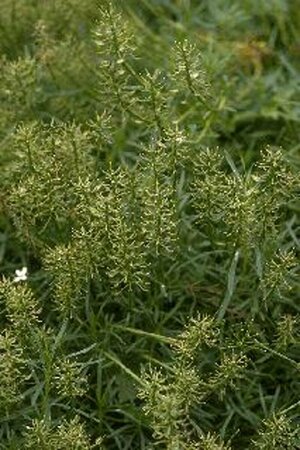 Iberis sempervirens C1 - afbeelding 1