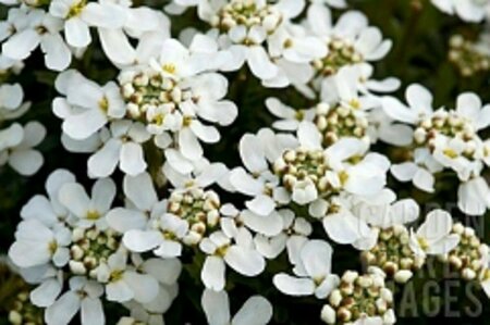Iberis sempervirens C1 - afbeelding 3