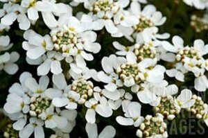 Iberis sempervirens C1 - afbeelding 3