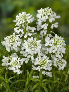 Iberis sempervirens C1 - afbeelding 4