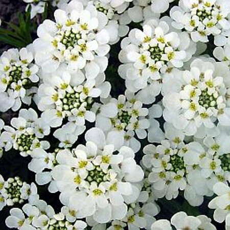 Iberis sempervirens C1 - afbeelding 5