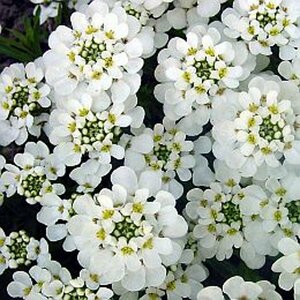 Iberis sempervirens C1 - afbeelding 5