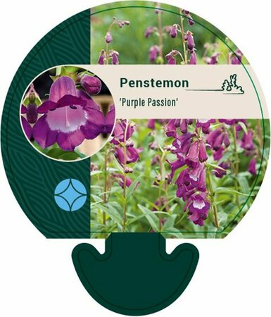 Penstemon 'Purple Passion' P9 - afbeelding 3