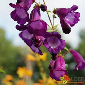 Penstemon 'Purple Passion' P9 - afbeelding 2