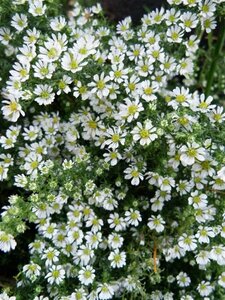 Aster ericoides 'Snowflurry' P9