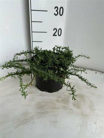 Aster ericoides 'Snowflurry' P9 - afbeelding 6