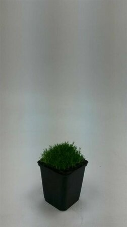 Sagina subulata P9 - afbeelding 7
