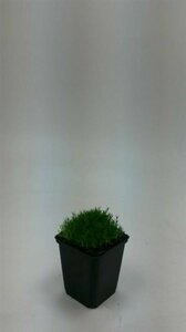 Sagina subulata P9 - afbeelding 7