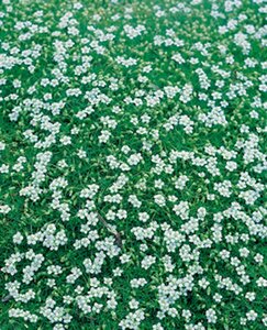 Sagina subulata P9 - afbeelding 4