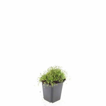 Sagina subulata P9 - afbeelding 15