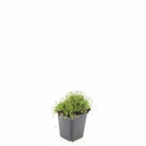 Sagina subulata P9 - afbeelding 15
